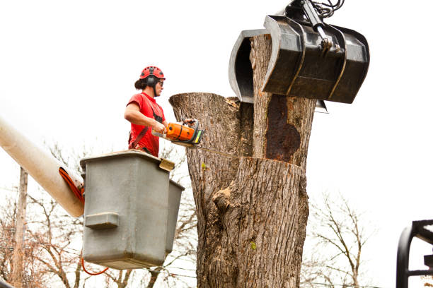Best Emergency Tree Removal  in Sidy, NE